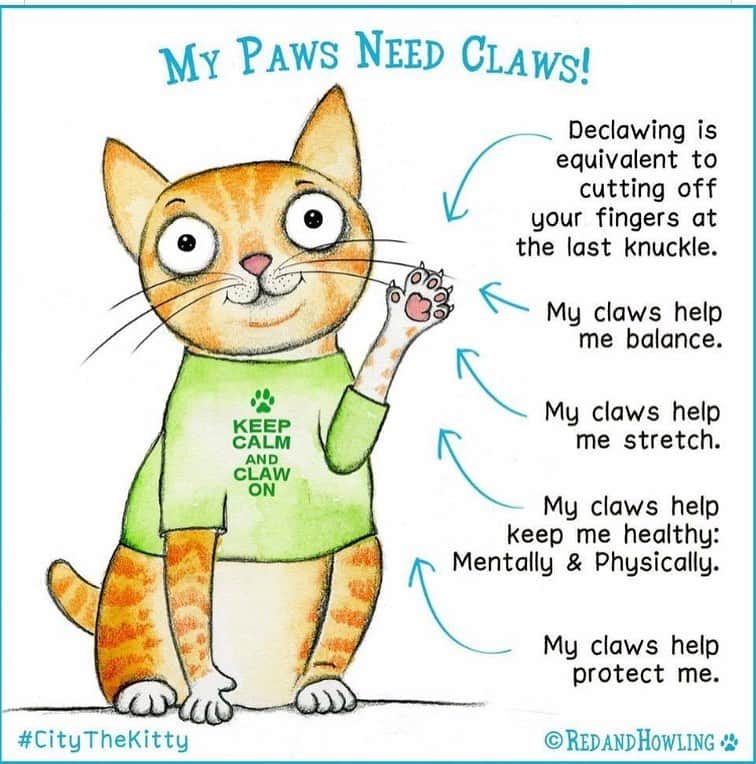 City the Kittyさんのインスタグラム写真 - (City the KittyInstagram)「Education is the key!  Usually when good people know better, they do better!  Thanks to @redandhowling for this important artwork. ❤️ #stopdeclawing #pawsneedclaws  www.citythekitty.org」4月9日 0時28分 - citythekitty