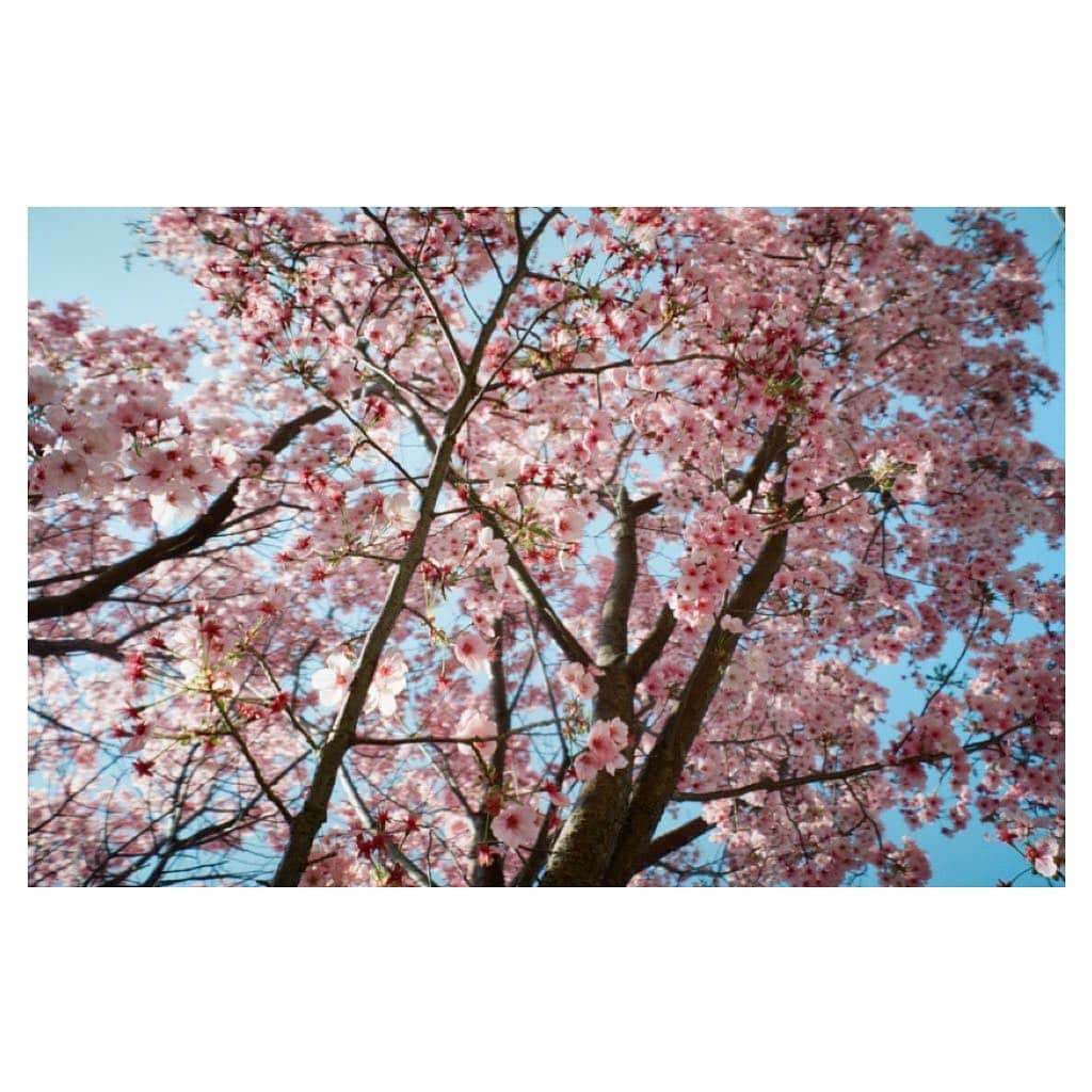 小松菜奈さんのインスタグラム写真 - (小松菜奈Instagram)「🌸」4月9日 0時28分 - konichan7
