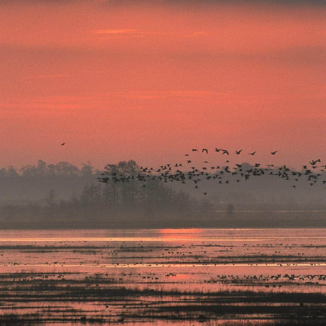 アメリカ内務省さんのインスタグラム写真 - (アメリカ内務省Instagram)「The vast wetlands of southern #Louisiana are lovely to people and critical to wildlife. Lacassine National #WildlifeRefuge is designated as a Globally Important #Birding Area and hosts incredible numbers of waterfowl, shorebirds, wading birds and raptors. #Fishing in the shallow water or flying across the sunset sky, ducks, egrets, spoonbills and hawks can all be spotted here. If you want to join the #birds looking for dinner, fishing season recently opened. Good luck! Photo by John and Karen Hollingsworth, U.S. Fish and Wildlife Service (@usfws). #usinterior #travel」4月9日 0時29分 - usinterior