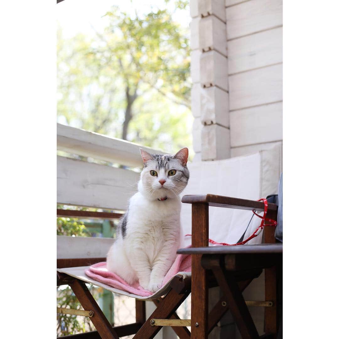 Natsukiさんのインスタグラム写真 - (NatsukiInstagram)「先日の『しらす、まめ吉さんへ行く！』の日を少しまとめて放り込みー笑  #cat  #猫のいる暮らし  #scottishfold  #cafe」4月8日 23時06分 - milky517