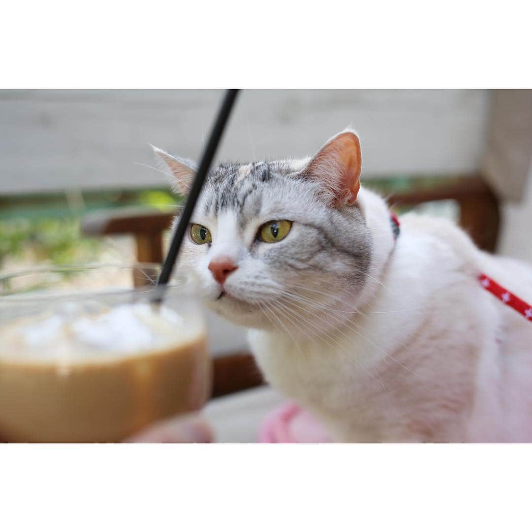 Natsukiさんのインスタグラム写真 - (NatsukiInstagram)「先日の『しらす、まめ吉さんへ行く！』の日を少しまとめて放り込みー笑  #cat  #猫のいる暮らし  #scottishfold  #cafe」4月8日 23時06分 - milky517