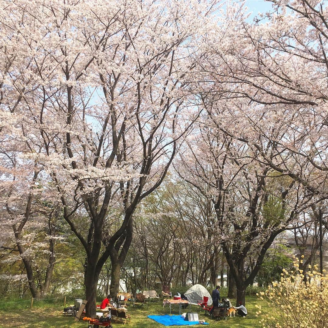 てんパパさんのインスタグラム写真 - (てんパパInstagram)「桜満開、花吹雪ヒラヒラ、晴れて暖かくて風が弱くて、ベストコンディション。 YADOサラダから焼き鳥、バラ焼き、せんべい汁、贅沢で美味しいBBQでした。 #お花見ハンター 2019 #リベンジBBQ #脱獄柴 #脱獄柴の集い #ころはるこた春てん」4月8日 22時58分 - tenchan.shiba