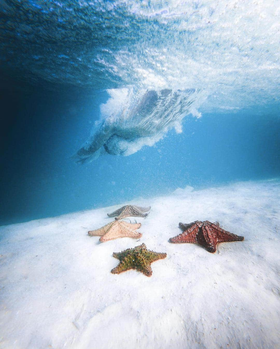 goproさんのインスタグラム写真 - (goproInstagram)「Photo of the Day: Diving with the stars in Cayo Largo del Sur with @ggaiba + Time Lapse Photo Mode. • Explore. Capture. Repeat. #TripOn + share your #GoProTravel with us at gopro.com/awards. • • • #GoPro #Underwater #TravelPhotography #Cuba」4月8日 23時03分 - gopro