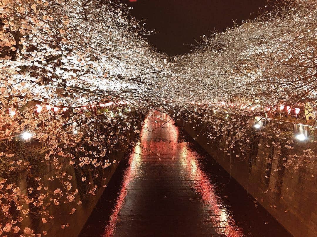 武岡優斗さんのインスタグラム写真 - (武岡優斗Instagram)「日本の風物詩。  桜。 花見。 この時期の風物詩。  個人的には… 昼間の桜より… 夜桜が好き。  何故？ と聞かれると…  わからんけど… 夜桜のほうが落ち着く。  なんだかんだで毎年ここ。 ありきたりと言われれば… 確かにそう笑  それでも毎年来てる自分笑  ブレないなー笑  来年は どっか新しいところ見に行こっと笑  #日本の風物詩 #桜 #cherryblossom #夜桜 #花見 #安定の #目黒川 #目黒川の桜 #毎年ここ #定番 #spot #人 #ごいすー #人混み #ばいやー #個人的には #昼桜 より #夜桜 #落ち着く #人のいない #夜桜spot #知りたいな #しっかり #日本の風物詩 を #堪能しました #意外にも #シャレオツ な #写真撮れた #通訳界の篠山紀信  @rei_leao1978 には #遠く及ばない #現場からは以上です🙏」4月8日 23時04分 - yuto_takeoka17