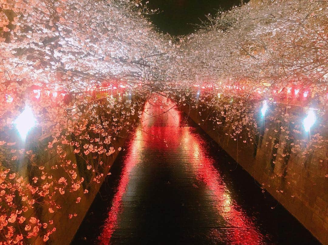 武岡優斗さんのインスタグラム写真 - (武岡優斗Instagram)「日本の風物詩。  桜。 花見。 この時期の風物詩。  個人的には… 昼間の桜より… 夜桜が好き。  何故？ と聞かれると…  わからんけど… 夜桜のほうが落ち着く。  なんだかんだで毎年ここ。 ありきたりと言われれば… 確かにそう笑  それでも毎年来てる自分笑  ブレないなー笑  来年は どっか新しいところ見に行こっと笑  #日本の風物詩 #桜 #cherryblossom #夜桜 #花見 #安定の #目黒川 #目黒川の桜 #毎年ここ #定番 #spot #人 #ごいすー #人混み #ばいやー #個人的には #昼桜 より #夜桜 #落ち着く #人のいない #夜桜spot #知りたいな #しっかり #日本の風物詩 を #堪能しました #意外にも #シャレオツ な #写真撮れた #通訳界の篠山紀信  @rei_leao1978 には #遠く及ばない #現場からは以上です🙏」4月8日 23時04分 - yuto_takeoka17