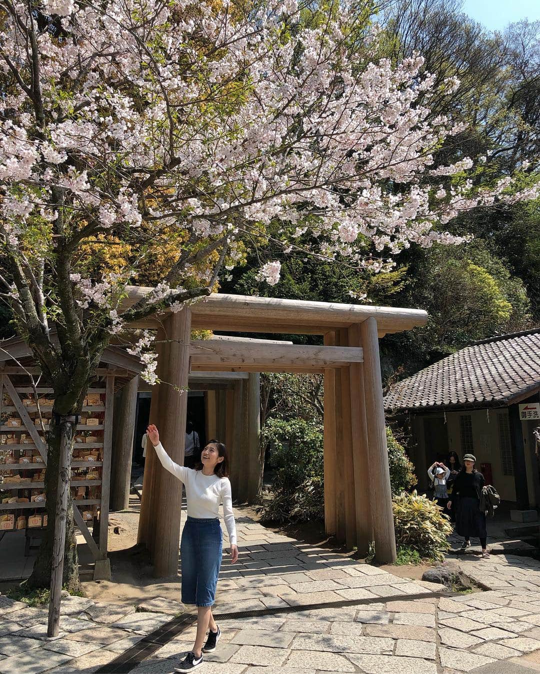 上野優花さんのインスタグラム写真 - (上野優花Instagram)「鎌倉の神社巡り🌸 まずは⛩銭洗弁財天 宇賀福神社⛩ 連なる木の鳥居と桜のコラボが素敵でした😊✨ 境内は広くてアミューズメント的要素が強いけど、 とても気は良くて、癒しの空間🌱 主祭神はイチキシマヒメノミコトで、 水や芸事の女神様です🙏 この神様についてはちょっと長くなるので 今度アメブロに書きます🤣 ⁑ 境内の洞窟にあるお水でお金を洗うと 金運がアップするそう💴 ⁑ 最後の写真は、 どうぞお通りくださいと伝えてる時の図。笑 #春の鎌倉旅 #鎌倉観光 #ワセジョ旅 #私の参拝日記」4月8日 23時05分 - yuka_ueno89
