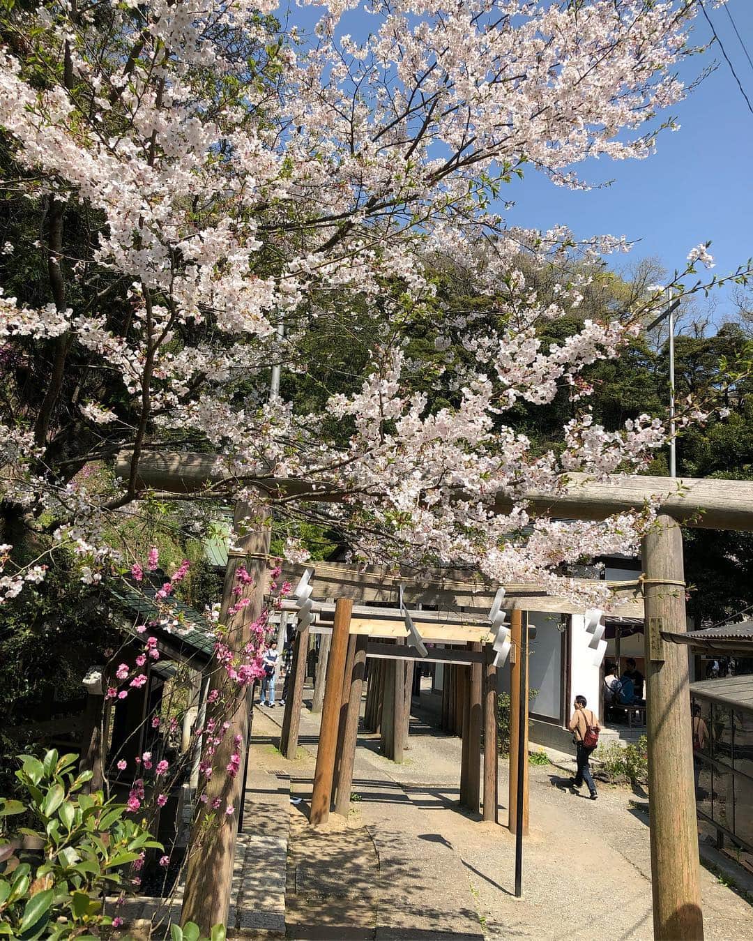 上野優花さんのインスタグラム写真 - (上野優花Instagram)「鎌倉の神社巡り🌸 まずは⛩銭洗弁財天 宇賀福神社⛩ 連なる木の鳥居と桜のコラボが素敵でした😊✨ 境内は広くてアミューズメント的要素が強いけど、 とても気は良くて、癒しの空間🌱 主祭神はイチキシマヒメノミコトで、 水や芸事の女神様です🙏 この神様についてはちょっと長くなるので 今度アメブロに書きます🤣 ⁑ 境内の洞窟にあるお水でお金を洗うと 金運がアップするそう💴 ⁑ 最後の写真は、 どうぞお通りくださいと伝えてる時の図。笑 #春の鎌倉旅 #鎌倉観光 #ワセジョ旅 #私の参拝日記」4月8日 23時05分 - yuka_ueno89