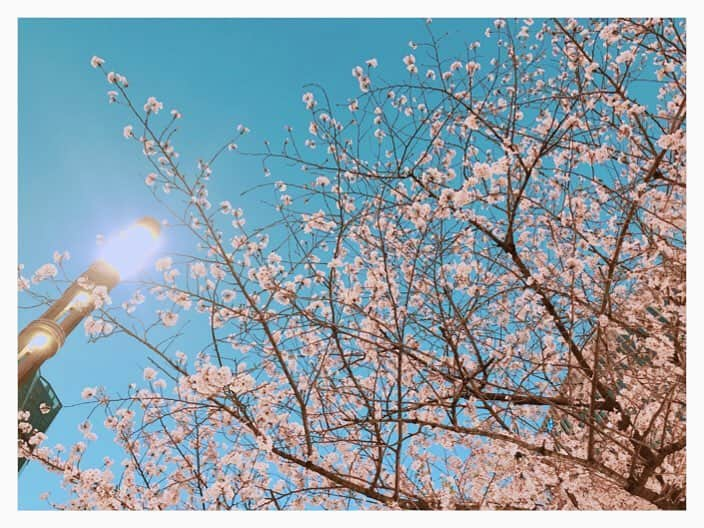 山岸愛梨さんのインスタグラム写真 - (山岸愛梨Instagram)「最近、桜を発見するとつい写真を撮ってしまう(๑˃̵ᴗ˂̵)🌸🌸🌸今年も楽しませてくれてありがとう(*´-`) #桜 #さくら #春」4月8日 23時15分 - airi_yamagishi