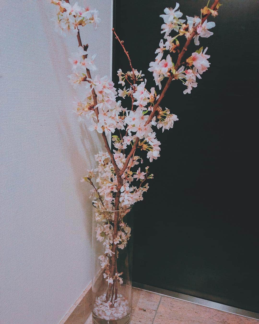 林田岬優さんのインスタグラム写真 - (林田岬優Instagram)「家の桜もほぼ満開になりました。✨」4月8日 23時19分 - miyu_hayashida