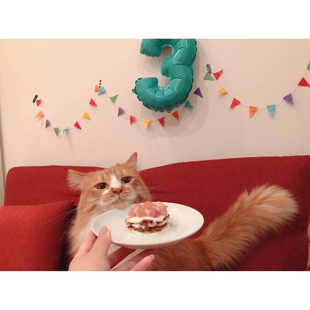 津田麻莉奈さんのインスタグラム写真 - (津田麻莉奈Instagram)「Happy  Birthday🎉 虎太郎くん、4月8日で3歳になりました🐯 よく焼いた卵の白身、まぐろ、ちゅーる、カリカリを使って#猫用ケーキ を作りました🎂✨ ⁑ プレゼントは、一番好きな猫じゃらしタイプのオモチャ。買っても買ってもすぐ壊す😢笑 ずっと元気でいておくれ。 ⁑ #虎太郎 #ねこ #3歳 #ミックス猫 #スコティッシュミックス #スコ #birthdaycake  #birthdaycat #happybirthday  #catcake #cat #catstagram #catlover  #猫 #ねこ部 #ねこすたぐらむ #猫との暮らし #みんねこ #petstagram #instacat #고양이 #まりなる #津田麻莉奈 #うちの虎太郎くん」4月8日 23時25分 - tsudamarinal