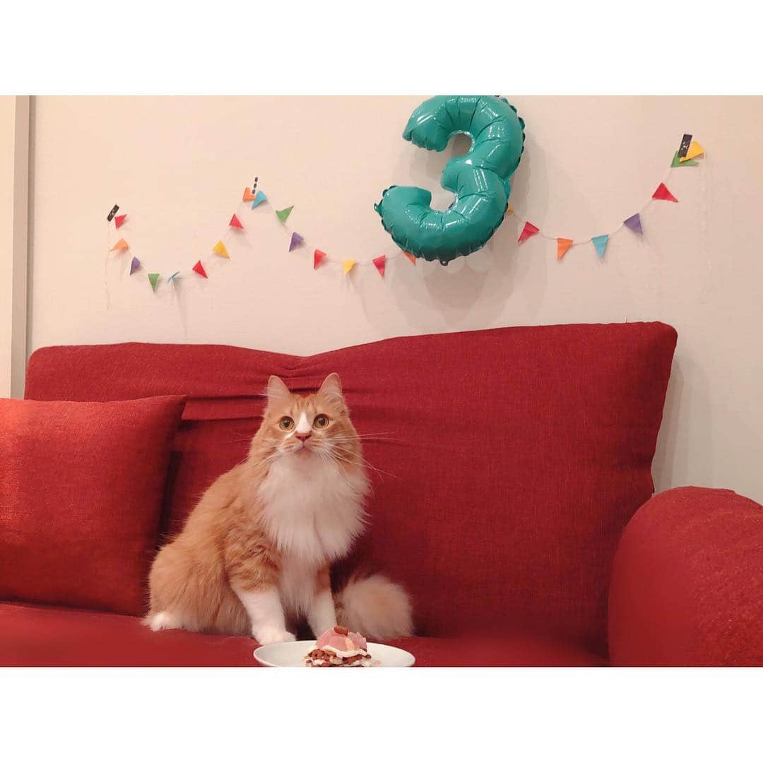 津田麻莉奈さんのインスタグラム写真 - (津田麻莉奈Instagram)「Happy  Birthday🎉 虎太郎くん、4月8日で3歳になりました🐯 よく焼いた卵の白身、まぐろ、ちゅーる、カリカリを使って#猫用ケーキ を作りました🎂✨ ⁑ プレゼントは、一番好きな猫じゃらしタイプのオモチャ。買っても買ってもすぐ壊す😢笑 ずっと元気でいておくれ。 ⁑ #虎太郎 #ねこ #3歳 #ミックス猫 #スコティッシュミックス #スコ #birthdaycake  #birthdaycat #happybirthday  #catcake #cat #catstagram #catlover  #猫 #ねこ部 #ねこすたぐらむ #猫との暮らし #みんねこ #petstagram #instacat #고양이 #まりなる #津田麻莉奈 #うちの虎太郎くん」4月8日 23時25分 - tsudamarinal