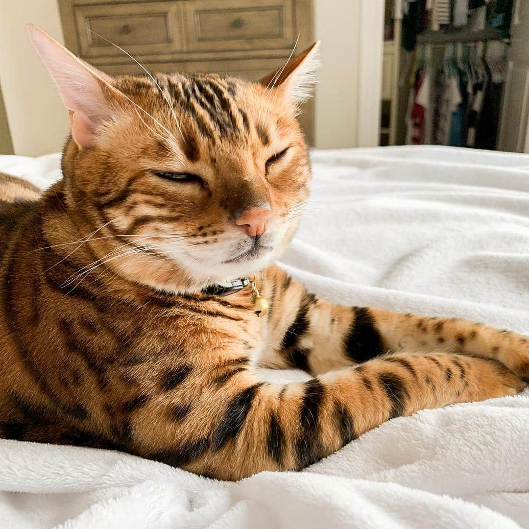 Bensonさんのインスタグラム写真 - (BensonInstagram)「Go away Monday.」4月8日 23時25分 - bensonthebengal