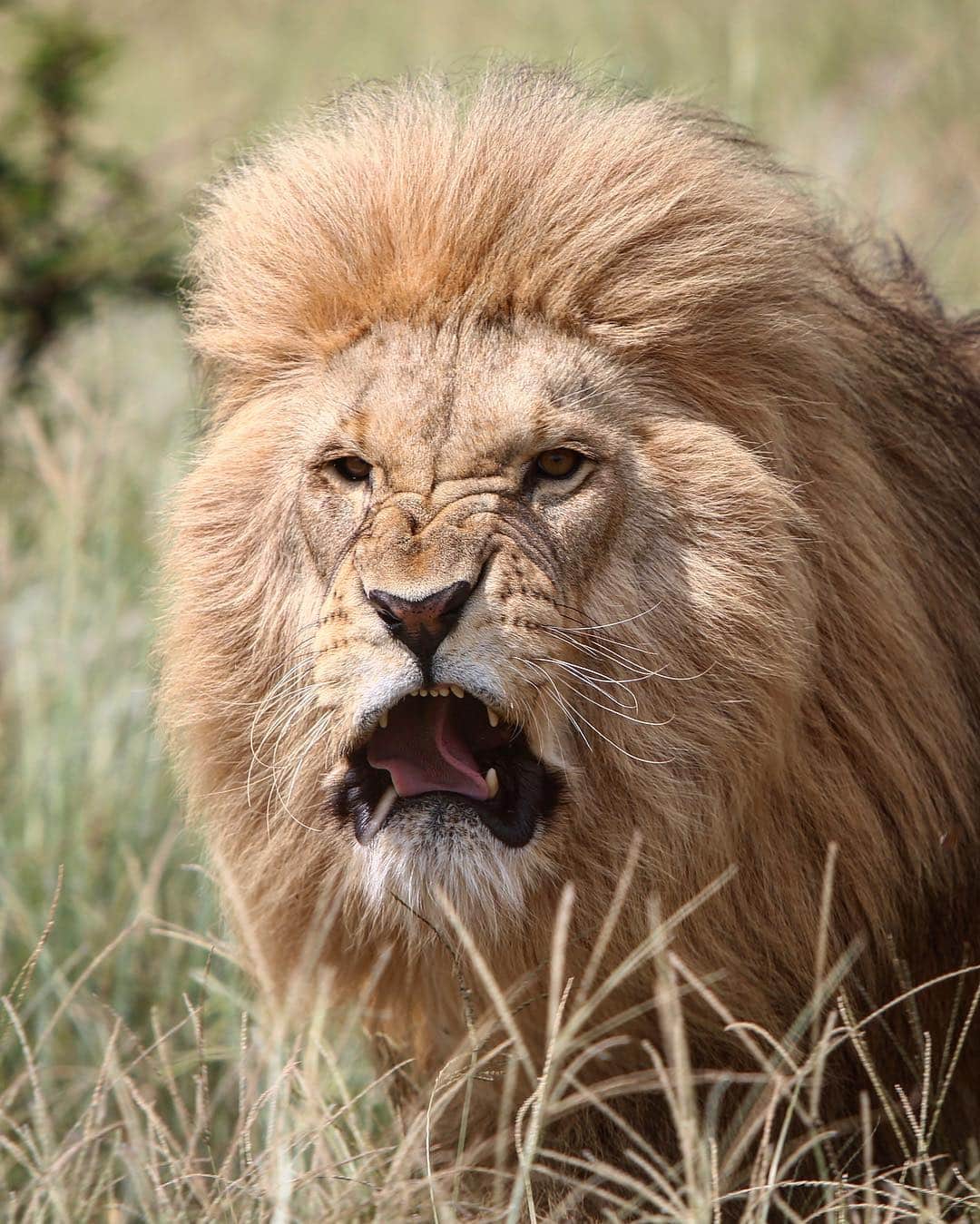 Kevin Richardson LionWhisperer さんのインスタグラム写真 - (Kevin Richardson LionWhisperer Instagram)「Your face when you realise it’s Monday and the weekend is already a tiny speck in your rear-view mirror! 😩😩 #happymonday」4月8日 23時35分 - lionwhisperersa