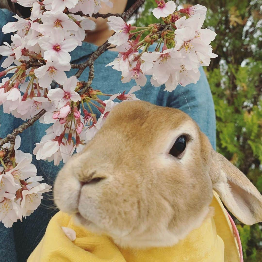 小島瑠璃子さんのインスタグラム写真 - (小島瑠璃子Instagram)「🌸🐰 さくらときなこ。」4月8日 23時45分 - ruriko_kojima