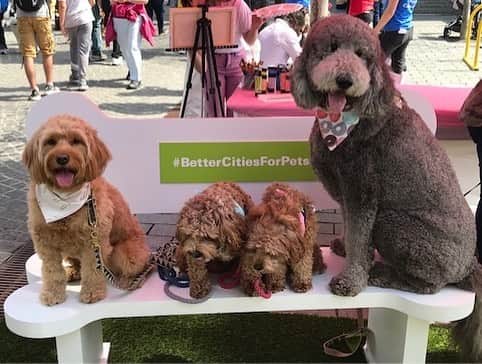 Marsさんのインスタグラム写真 - (MarsInstagram)「What’s better than enjoying the gorgeous #Petalpalooza at the National Cherry Blossom Festival? 🌸 Getting to enjoy it with our #pets! 🐶🐩🐕 Our Mars team was on the scene this weekend with a space for pets & pet owners to get some shade, recharge, sit for a portrait, and talk #petfriendly cities – thanks to everyone who stopped by! A great reminder of why we’re committed to building #BetterCitiesForPets. #dogs #dogsofinstagram #instadog #dogoftheday #wharfdc #washingtondc #igdc #cherryblossom #cherryblossomdc #cherryblossomfestival #abetterworldforpets」4月8日 23時46分 - marsglobal