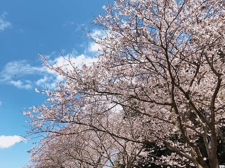 高城れにさんのインスタグラム写真 - (高城れにInstagram)「4月ですね！ 今年は桜をたくさん見れた🌸 幸せな春の幕開け♡ 4月も楽しもうね😊💜 #4月 #桜 #花見」4月8日 23時47分 - takagireni_official