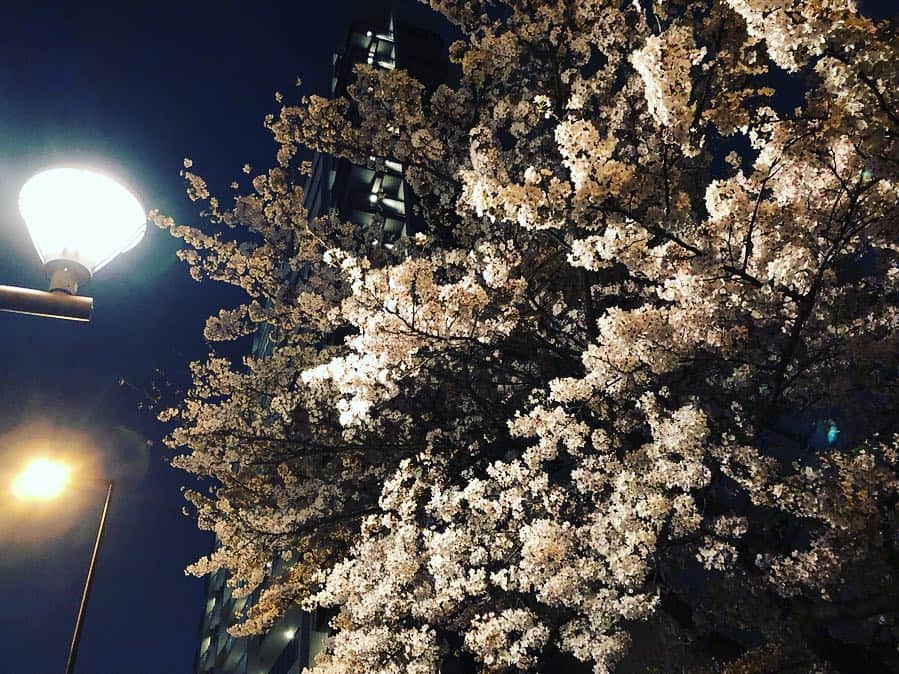 高樹リサさんのインスタグラム写真 - (高樹リサInstagram)「毎日桜をみてはほんわかする日々🌸 散歩が楽しい近頃。 今夜は風が強いからなぁ。まだまだ桜の季節楽しみたい🦐」4月8日 23時51分 - lisalisa_takagi