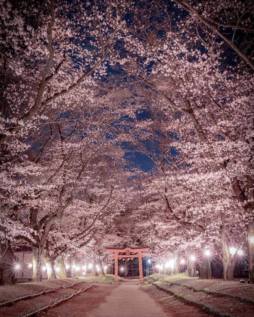 はなまっぷ❁日本の花風景さんのインスタグラム写真 - (はなまっぷ❁日本の花風景Instagram)「🍃🌸はなまっぷ平成最後の桜まつり🌸🍃 * @pudding39 さんの 平成の桜に花まるを💮 * 平成を彩る日本の美しい桜をありがとうございます😊🌸🍃 * 茨城  #雨引観音  Amabiki Kannon, Ibaraki Pref. 茨城  #東蕗田天満社 Higashihukita-tenmansha, Ibaraki Pref. * 見頃を過ぎている場所もご紹介しています。 お出かけの際はHP等で最新の情報をご確認くださいね🙏🌸🍃 * 🌸•••🍃•••🌸•••🍃•••🌸•••🍃•••🌸 * 🌸桜まつり概要🌸 * 期間:平成最後の日まで タグ:#はなまっぷ * #はなまっぷ  のタグの中から、桜のお写真をどんどんご紹介させていただきます。期間中はランダムに、複数枚投稿でもご紹介させていただく場合がございます。 * #桜#sakura#花見#さくら#日本#春#花#平成最後の#満開#夜桜#夜景 * 🌸•••🍃•••🌸•••🍃•••🌸•••🍃•••🌸 * はなまっぷより * 💌LINEスタンプ「はなまっぷちゃん」絶賛発売中！みなさんのLINEにも花まるを💮 💌はなまっぷ本、Amazonや全国の書店さんで満開です！ぜひお手にとっていただけると嬉しいです🌸 * LINEスタンプ、はなまっぷ本は、プロフ欄記載のTwitterアカウントよりご確認ください。 * 🌸•••🍃•••🌸•••🍃•••🌸•••🍃•••🌸 *」4月8日 23時53分 - hanamap