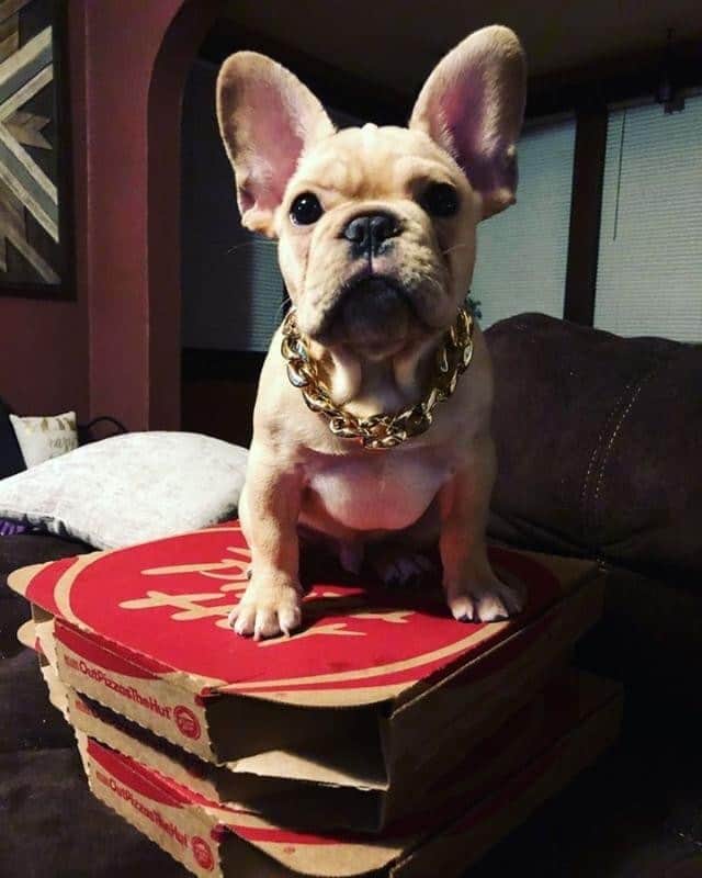 Pizza Hutさんのインスタグラム写真 - (Pizza HutInstagram)「Double tap to distract you from the fact that your team didn't make it to the championship. 🍕🐶 • • • 📸 by @missbunnylynn」4月9日 0時00分 - pizzahut