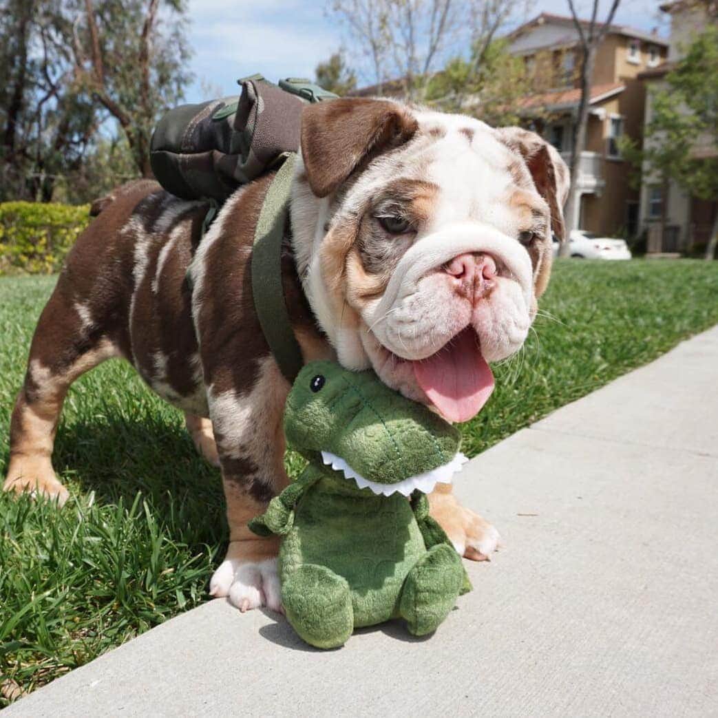 のインスタグラム：「BACK TO SCHOOL MONDAY.  MERLE MALE.  #dogsoftheday #readyforschool #backtoschool #dogsofinstagram #dogslovers #englishbulldog #male #merle #3monthsold #happymonday #tag #share #loveit #likeit #purelove #dogsoftheworld」