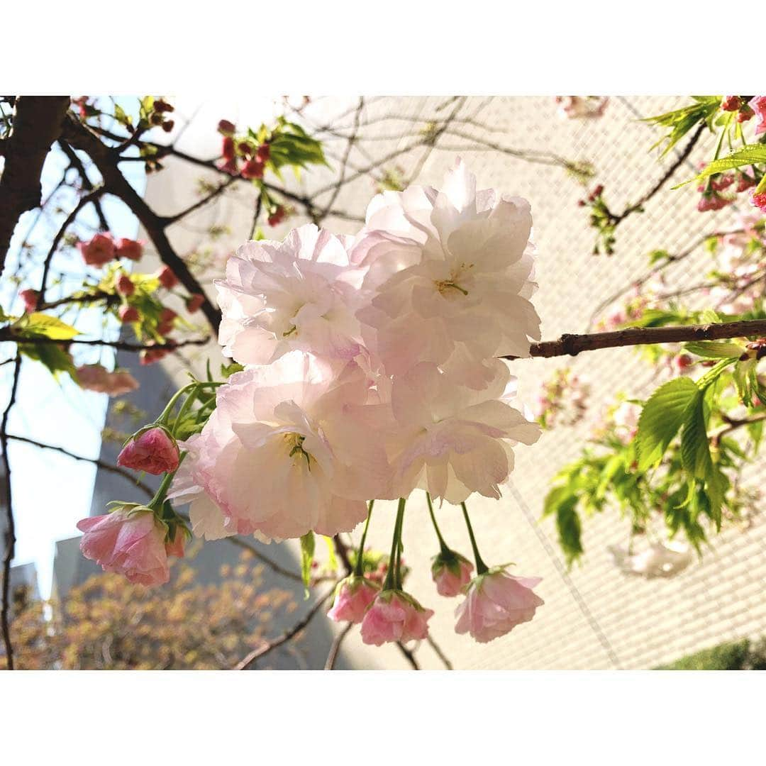 浅田梨奈さんのインスタグラム写真 - (浅田梨奈Instagram)「🌸さくら🌸 お花見できなかった😭 せめて写真だけでも❤️ #平成最後の桜 #最後がかわいい #家の近所 #来年はお花見希望」4月8日 15時27分 - asdrn528