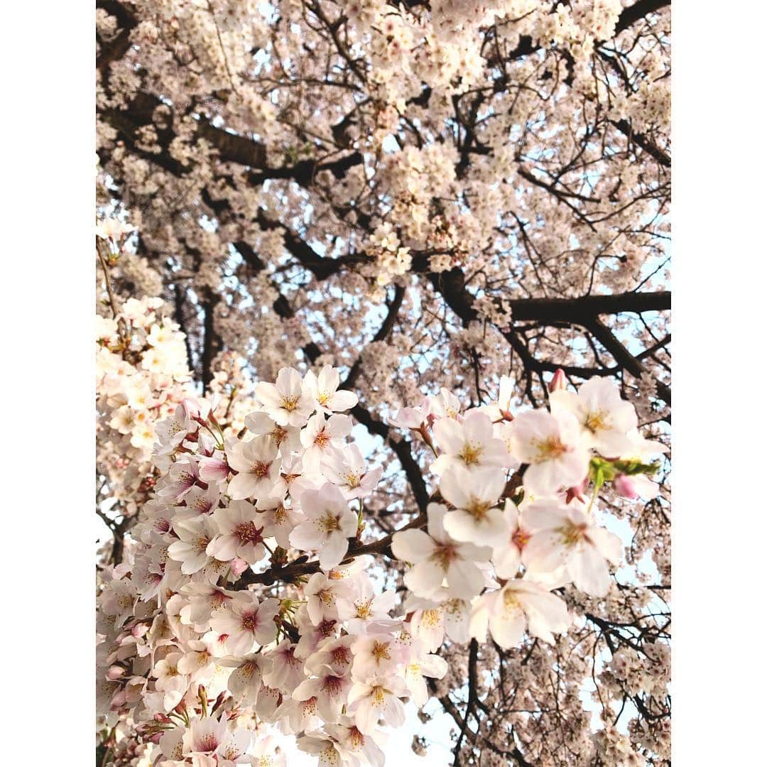 浅田梨奈さんのインスタグラム写真 - (浅田梨奈Instagram)「🌸さくら🌸 お花見できなかった😭 せめて写真だけでも❤️ #平成最後の桜 #最後がかわいい #家の近所 #来年はお花見希望」4月8日 15時27分 - asdrn528