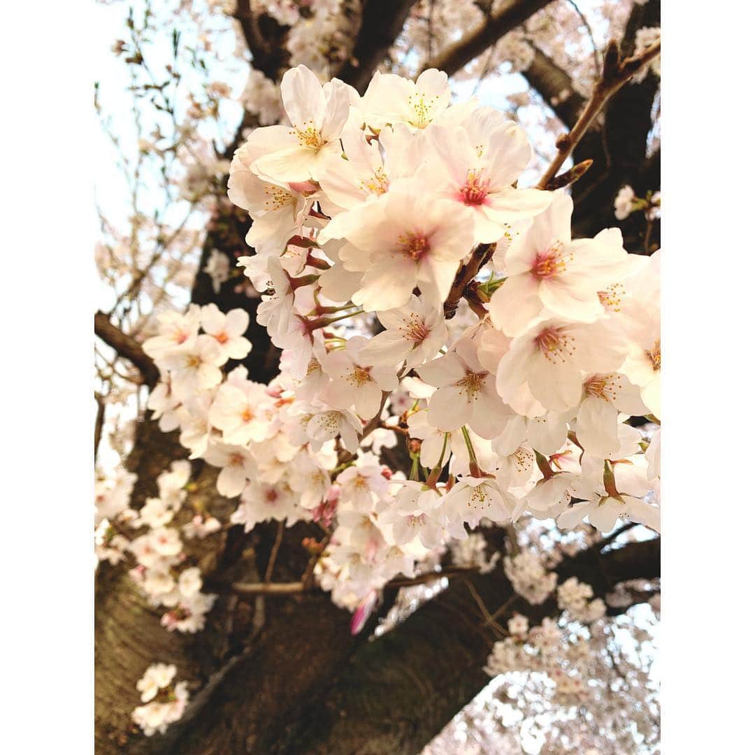 浅田梨奈さんのインスタグラム写真 - (浅田梨奈Instagram)「🌸さくら🌸 お花見できなかった😭 せめて写真だけでも❤️ #平成最後の桜 #最後がかわいい #家の近所 #来年はお花見希望」4月8日 15時27分 - asdrn528