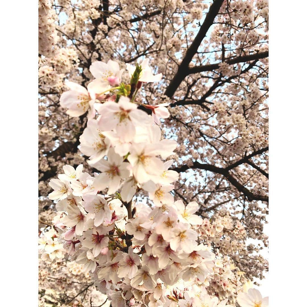 浅田梨奈さんのインスタグラム写真 - (浅田梨奈Instagram)「🌸さくら🌸 お花見できなかった😭 せめて写真だけでも❤️ #平成最後の桜 #最後がかわいい #家の近所 #来年はお花見希望」4月8日 15時27分 - asdrn528