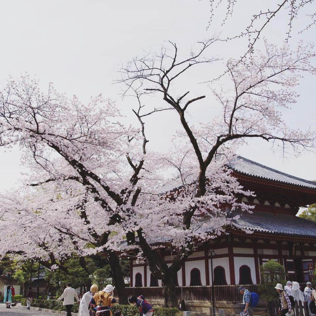 Karinさんのインスタグラム写真 - (KarinInstagram)「足利桜まつり🌸 桜の動画はスワイプして観てね✨ 鑁阿寺は桜も見頃でお天気も最高☀️楽しいお花見LIVEになりました✨急遽出演者の方々と生演奏やデュエットなどコラボレーションをしたり、アカペラ歌ったり、かなり自由度の高いステージだった✨自分なりにですが、観に来てくださる方々がどうしたら楽しんでもらえるかを考えています✨いつもイベントに呼んでいただきありがとうございます🎵そして応援に駆けつけてくれる皆さんにも感謝の気持ちで一杯です✨ #栃木 #足利 #鑁阿寺 #シンガー #シンガーソングライター #音楽 #音楽好きな人と繋がりたい  #ライブ #写真 #live #photo #music #ilovemusic #musicgram #karin #singer #singersongwriter」4月8日 15時33分 - karins_flavor