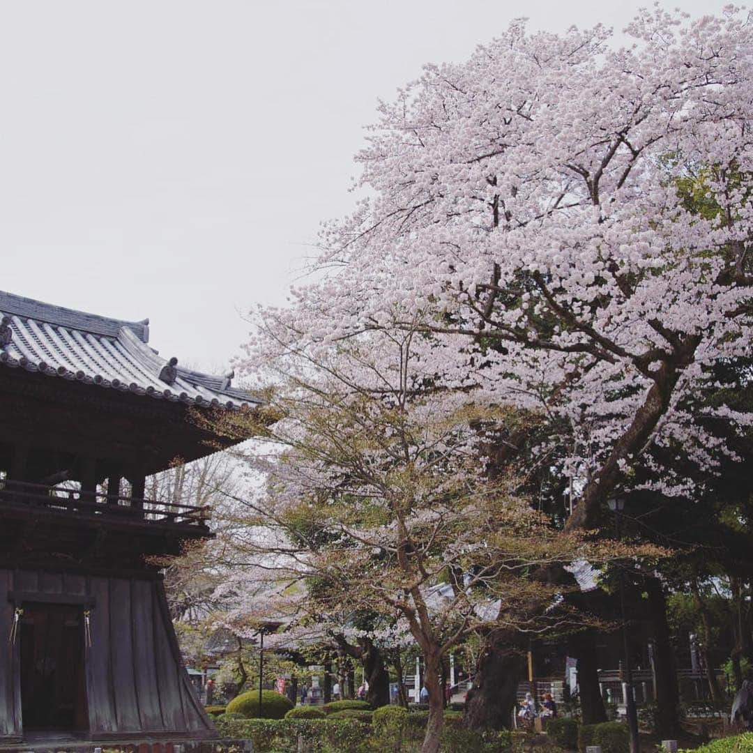 Karinさんのインスタグラム写真 - (KarinInstagram)「足利桜まつり🌸 桜の動画はスワイプして観てね✨ 鑁阿寺は桜も見頃でお天気も最高☀️楽しいお花見LIVEになりました✨急遽出演者の方々と生演奏やデュエットなどコラボレーションをしたり、アカペラ歌ったり、かなり自由度の高いステージだった✨自分なりにですが、観に来てくださる方々がどうしたら楽しんでもらえるかを考えています✨いつもイベントに呼んでいただきありがとうございます🎵そして応援に駆けつけてくれる皆さんにも感謝の気持ちで一杯です✨ #栃木 #足利 #鑁阿寺 #シンガー #シンガーソングライター #音楽 #音楽好きな人と繋がりたい  #ライブ #写真 #live #photo #music #ilovemusic #musicgram #karin #singer #singersongwriter」4月8日 15時33分 - karins_flavor