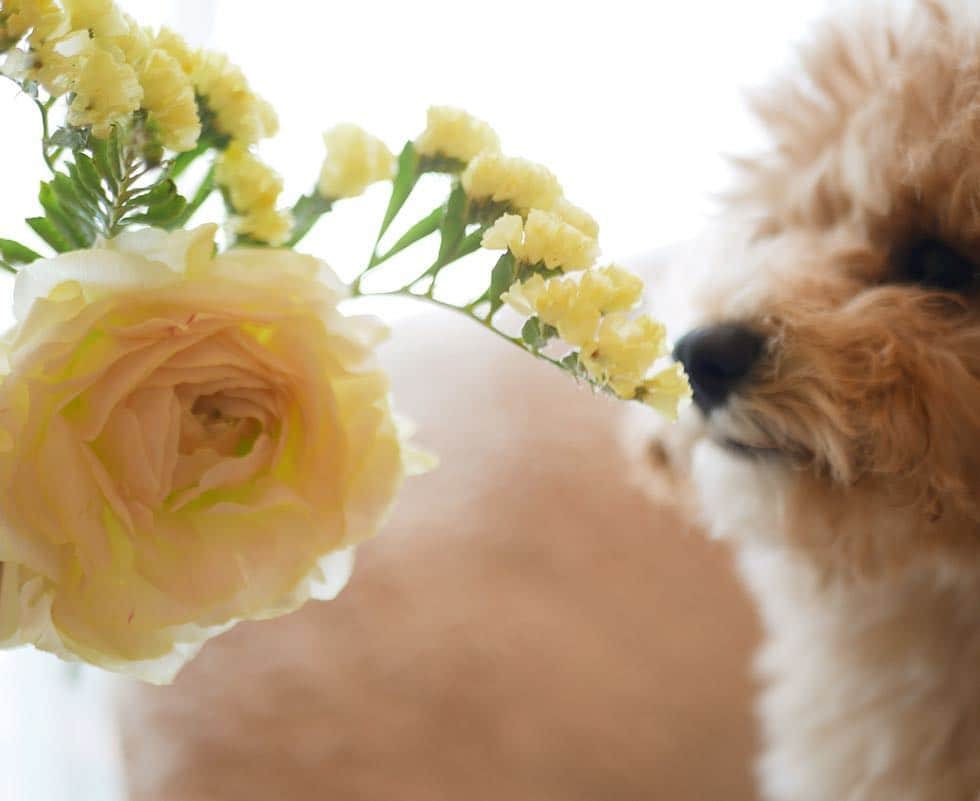 yun.ゆんさんのインスタグラム写真 - (yun.ゆんInstagram)「march.lemon🐻🍋＋cotton💭 金運アップ！のお花でしゅって❤︎ . 大輪のラナンキュラスがかわいい三種の小さな花束。🌼✨ . . お花の定期便Bloomee LIFE様からお花をいただきました。💐 日本初、めざましテレビでも紹介された、今話題のお花の定期便。💐 @bloomeelife . 自分では選ばなさそうな組み合わせだったり、お花の種類を知ることにもなるのでとてもステキなシステムですよね〜🌷 . お花好きなので、とても気に入りました〜✨ . . . . ■クーポンコード：white6 . ■有効期限：2019年6月30日 . 今Bloomee LIFEさんでは登録してくださった方に 「初回無料クーポン」がプレゼントされるそうですので、ぜひこの機会にお試ししてみてください〜💐 . . . ♪ ♪ ♪ #bloomeelife #花のある暮らし  #ラナンキュラス #うさぎ#ウサギ#ネザーランドドワーフ#ZIP写真部#レモン#ふわもこ部#マーチ#犬とうさぎ #コットンくん #rabbits#rabbitsofinstagram #rabbitstagram #petstagram #march#instapet#cutepetclub #instarabbit #bunnies #bunnylove #lapin #pecotv #WeeklyFluff #lemon #netherlanddwarf #dailyflufffeature#animalland」4月8日 15時35分 - march.lemon