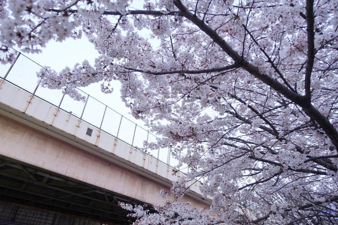 根本凪さんのインスタグラム写真 - (根本凪Instagram)「桜！ #花見」4月8日 15時35分 - nemonagi