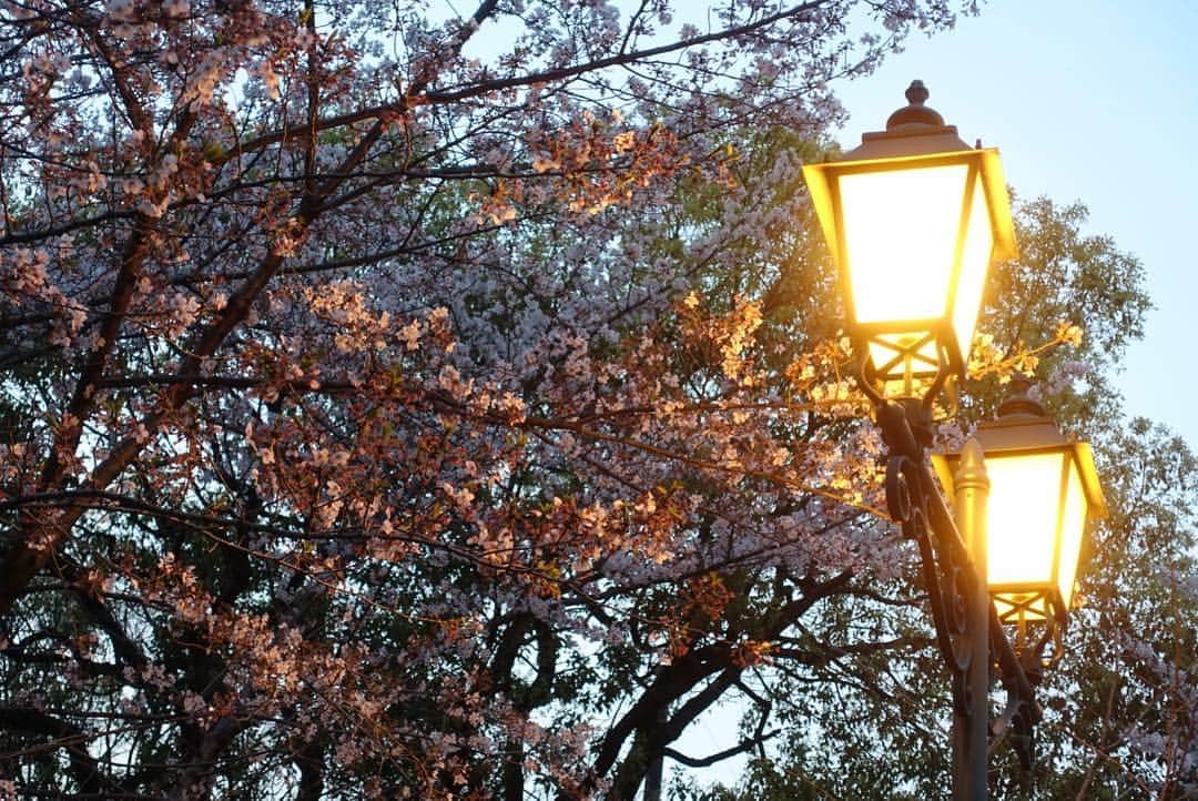 根本凪さんのインスタグラム写真 - (根本凪Instagram)「桜！ #花見」4月8日 15時35分 - nemonagi