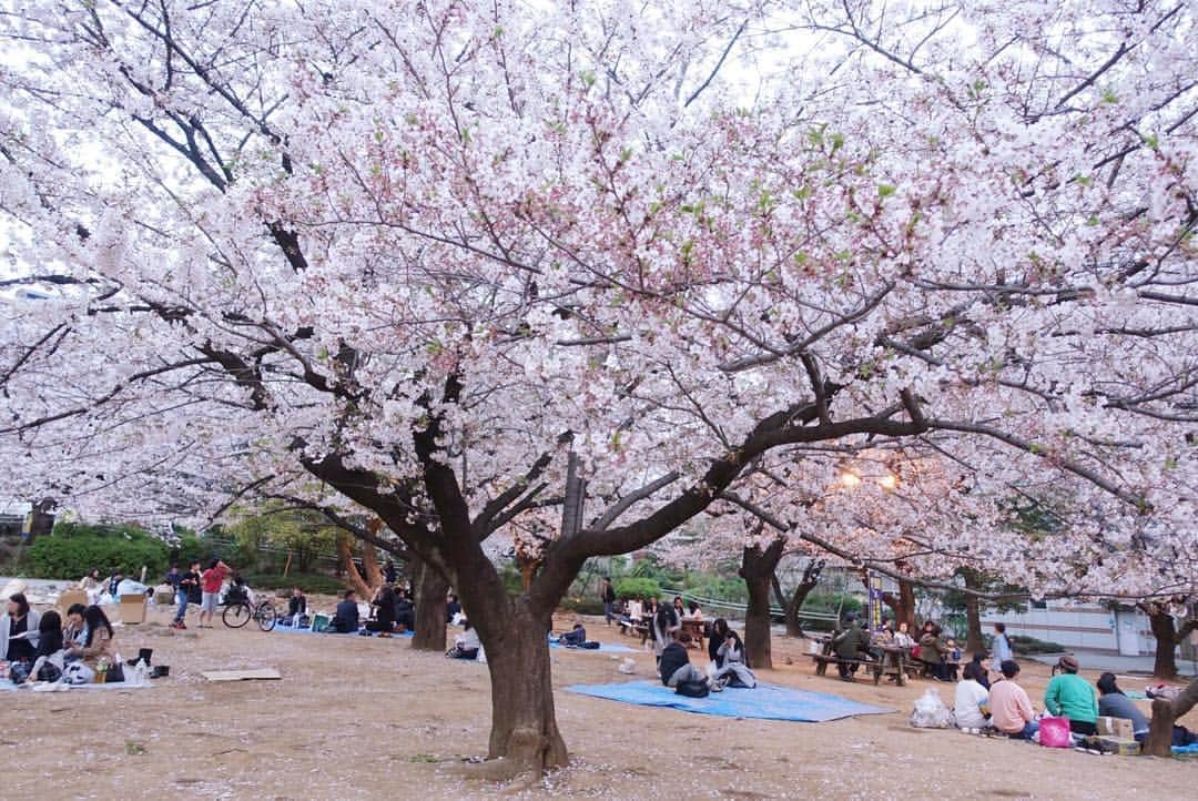 根本凪のインスタグラム：「桜！ #花見」