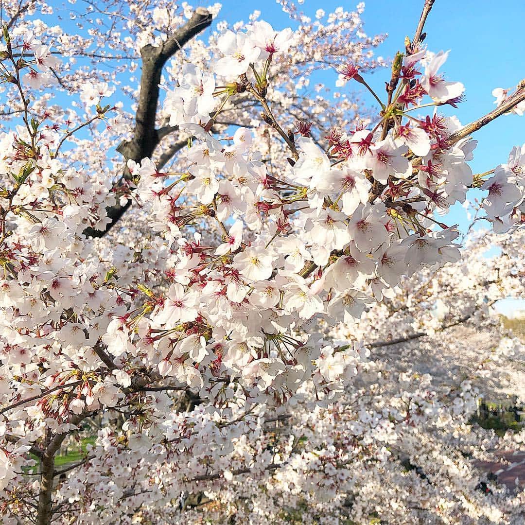 石川理咲子さんのインスタグラム写真 - (石川理咲子Instagram)「#桜 🌸」4月8日 15時35分 - rsk_0315