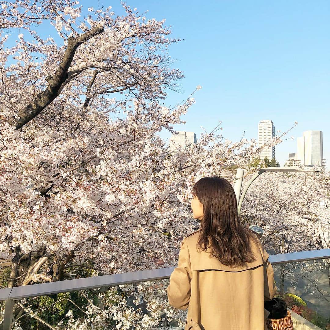 石川理咲子さんのインスタグラム写真 - (石川理咲子Instagram)「#桜 🌸」4月8日 15時35分 - rsk_0315