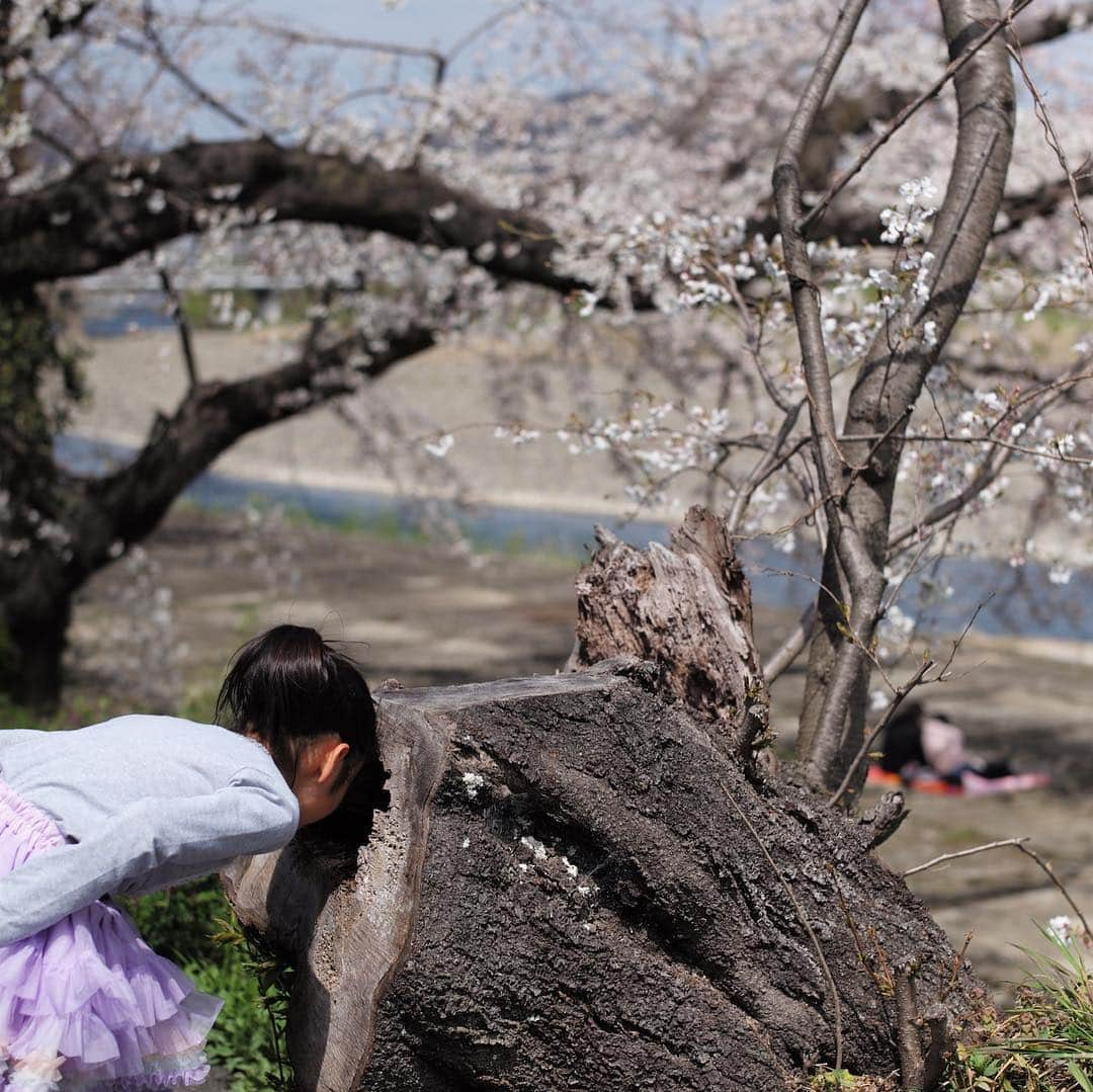 木本泉さんのインスタグラム写真 - (木本泉Instagram)「-﻿ 桂川の桜も満開🌸﻿ ﻿ 姪っ子と一緒に！﻿ ﻿ 今日から3年生🎒﻿ ﻿ #桜#春#満開#京都#桂川」4月8日 15時37分 - izumikimoto