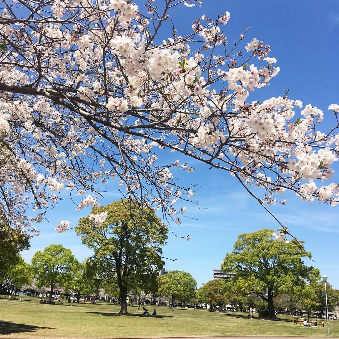 川島恵さんのインスタグラム写真 - (川島恵Instagram)「少し前ですが、お花見を楽しみました🌸 今年も桜を愛でながら日々に感謝☀️入学や進級など、この時期は色々な成長を感じたり、やはり桜を見ると感慨深いものがありますよね。 ・ #桜 #お花見 #桜の木 #春 #宮崎市 #文化公園 #成長を感じる #日本の景色 #ピンクと青のコントラスト」4月8日 15時49分 - mrt.kawashima