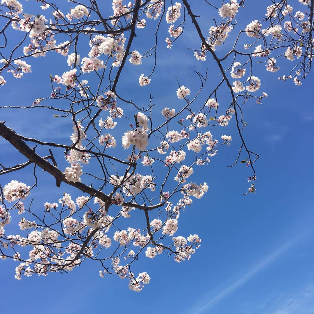 川島恵さんのインスタグラム写真 - (川島恵Instagram)「少し前ですが、お花見を楽しみました🌸 今年も桜を愛でながら日々に感謝☀️入学や進級など、この時期は色々な成長を感じたり、やはり桜を見ると感慨深いものがありますよね。 ・ #桜 #お花見 #桜の木 #春 #宮崎市 #文化公園 #成長を感じる #日本の景色 #ピンクと青のコントラスト」4月8日 15時49分 - mrt.kawashima