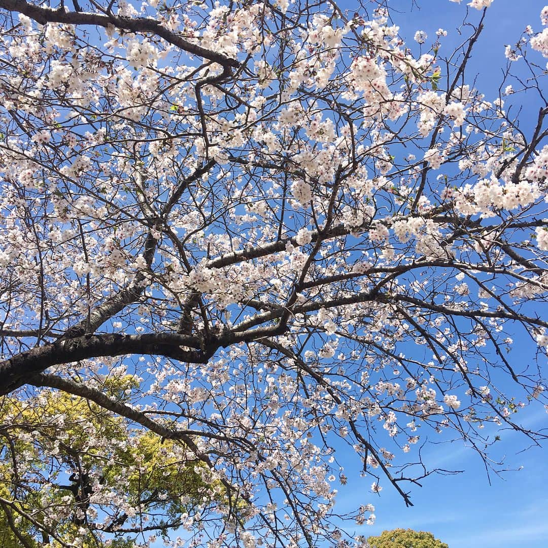 川島恵さんのインスタグラム写真 - (川島恵Instagram)「少し前ですが、お花見を楽しみました🌸 今年も桜を愛でながら日々に感謝☀️入学や進級など、この時期は色々な成長を感じたり、やはり桜を見ると感慨深いものがありますよね。 ・ #桜 #お花見 #桜の木 #春 #宮崎市 #文化公園 #成長を感じる #日本の景色 #ピンクと青のコントラスト」4月8日 15時49分 - mrt.kawashima