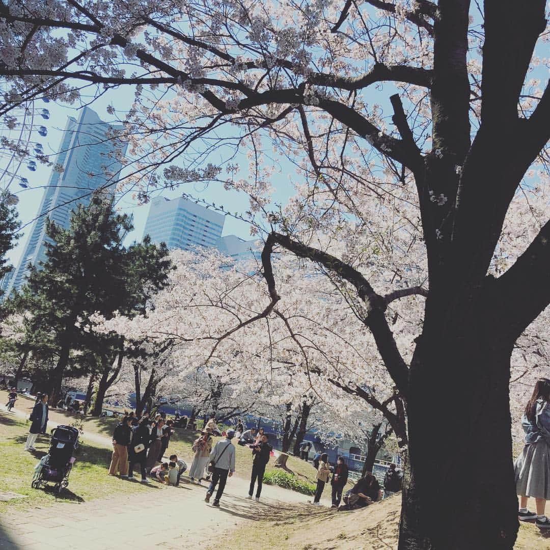 松尾光次さんのインスタグラム写真 - (松尾光次Instagram)「🌸🌸🌸」4月8日 15時43分 - koji_swanky_dank