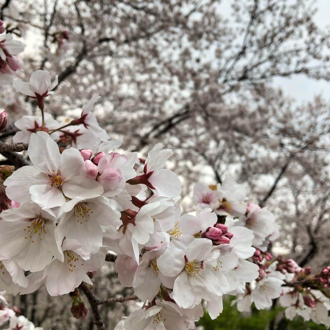 meguri.kさんのインスタグラム写真 - (meguri.kInstagram)「昨日春休み最終日は家族で主人のお友達とBBQ🥩🍖春の訪れを感じるポカポカ気候で満開の時にお花見も出来て良かった♫🌸 ・ 幹事さんが焼肉屋のお肉用意してくれててめっちゃ美味しかった💓 ・ 子連れでお出かけにはリュックが1番♫ ・ ガストンルーガのリュックはカジュアルになりすぎないデザインがお気に入り♫@gastonluga ・ ------------------------------ 公式サイトで15%offディスカウントコード ⬇︎ meguri15 ------------------------------ ・ ※日本限定ゴールデンウィークキャンペーン🎏 バッグお買い上げの方全員にリミテッドトートバッグとアドレスタグを期間中(4/15〜5/10)プレゼント！ ・ 公式オンラインストア　 http://gastonluga.com 送料無料だよ♫ ・ #GastonLuga #ガストンルーガ #バックパック #リュック」4月8日 15時45分 - meguri.k