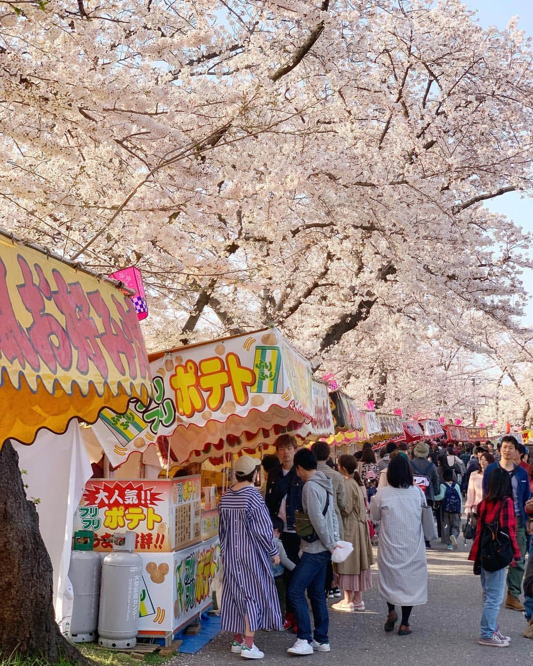 JAPANさんのインスタグラム写真 - (JAPANInstagram)「#五条川 #sakura #桜 #さくら」4月8日 15時54分 - japan_gram