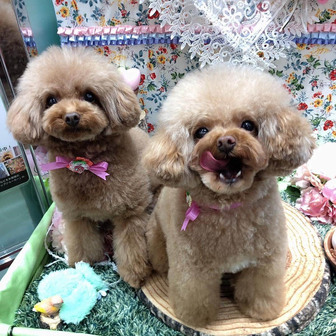 ももちゃん & まろんたんのインスタグラム：「#ジョーカー六本木ヒルズ店 でトリミングしてきました❤️ ママが写真撮った携帯壊しちゃったせいで写真が全然ない、、、😭💦 いっぱい撮ったのに〜！！！ ・ ・ #dog #dogs #dogstagram #poodle #poodles #poodlelove #poodleclub #toypoodle #toypoodles #toypoodlelove #toypoodleclub #east_dog_japan #all_dog_japan #ig_poodle #poodlesofficial #ふわふわ #ふわもこ部 #トイプードル #トイプードル部 #トイプードル大好き #トイプードル多頭飼い #まろんたん #ティーカッププードル #わんこなしでは生きていけません会 #pecoいぬ部 #トリミング #ももちゃん #toypoodleofficial」