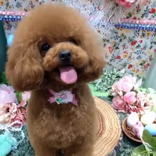 ももちゃん & まろんたんのインスタグラム：「もじもじバタバタひなちゃん🙄 前よりは上手になった、、、？？？ ・ ・ #dog #dogs #dogstagram #poodle #poodles #poodlelove #poodleclub #toypoodle #toypoodles #toypoodlelove #toypoodleclub #east_dog_japan #all_dog_japan #ig_poodle #poodlesofficial #ふわふわ #ふわもこ部 #トイプードル #トイプードル部 #トイプードル大好き #トイプードル多頭飼い #まろんたん #ティーカッププードル #わんこなしでは生きていけません会 #pecoいぬ部 #joker六本木ヒルズ店 #トリミング #ももちゃん #toypoodleofficial #ひなちゃん」