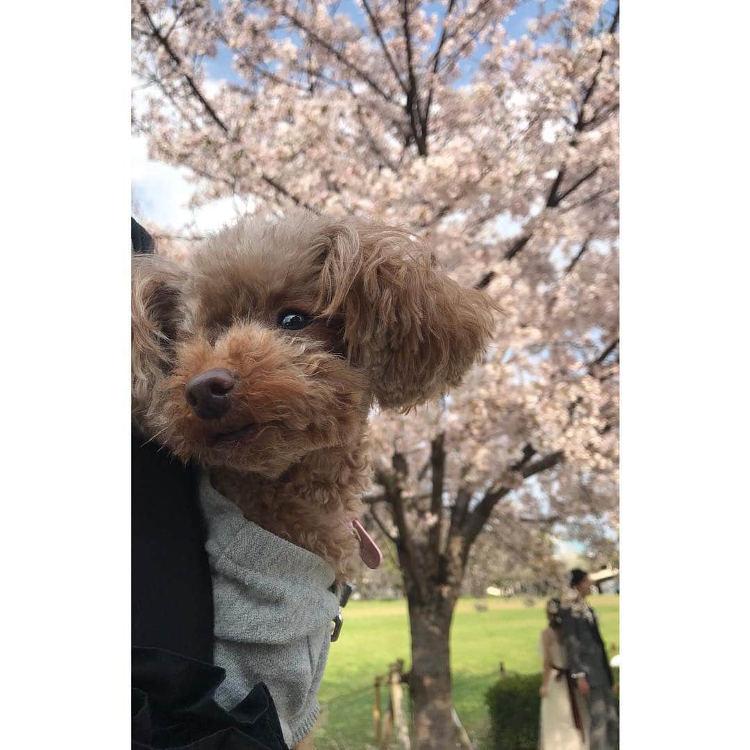 松浦三佳さんのインスタグラム写真 - (松浦三佳Instagram)「ココwith新郎新婦😂 桜がきれい🌸 ＊ ＊ ＊ #トイプードル#トイプードルレッド#ティーカッププードル#トイプードル多頭飼い#プードル#わんこ#愛犬#親バカ部#ふわもこ部#さくら#お花見#お散歩#新郎新婦#中之島バラ園 #toypoodle#toypoodlered#toypoodlegram#mydog#mypet#poodle#mysweetbaby#lovedogs#토이푸들#cherryblossom」4月8日 16時04分 - mikarinrin5555