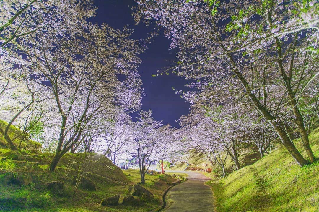 鹿児島よかもん再発見さんのインスタグラム写真 - (鹿児島よかもん再発見Instagram)「いちき串木野市の観音ヶ池公園にて🌃🌸夜桜🌃🌸を堪能(^-^)/ ここの桜は上からも下からも眺められて最高なんですよね。  ちなみに夜桜の撮影って初めてでしたが、やっぱり難しい。。(^o^;) それでも形になったのをチョイスしました。。 #鹿児島 #鹿児島観光 #鹿児島の桜 #いちき串木野市 #いちき串木野市観光 #観音ヶ池 #桜 #夜桜 #カメラブ ※お知らせ 鹿児島よかもん再発見！で運営している「kagoshimaview」では、Instagramにもリンクを飛ばせる鹿児島に特化したSNSです。現在、「映える為のインスタ論」も公開しています。よりアピールしたい場合などにもご活用ください。リンクは当プロフィールより」4月8日 16時16分 - kagoshimayokamon