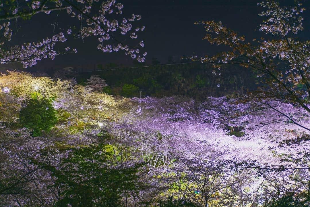 鹿児島よかもん再発見さんのインスタグラム写真 - (鹿児島よかもん再発見Instagram)「いちき串木野市の観音ヶ池公園にて🌃🌸夜桜🌃🌸を堪能(^-^)/ ここの桜は上からも下からも眺められて最高なんですよね。  ちなみに夜桜の撮影って初めてでしたが、やっぱり難しい。。(^o^;) それでも形になったのをチョイスしました。。 #鹿児島 #鹿児島観光 #鹿児島の桜 #いちき串木野市 #いちき串木野市観光 #観音ヶ池 #桜 #夜桜 #カメラブ ※お知らせ 鹿児島よかもん再発見！で運営している「kagoshimaview」では、Instagramにもリンクを飛ばせる鹿児島に特化したSNSです。現在、「映える為のインスタ論」も公開しています。よりアピールしたい場合などにもご活用ください。リンクは当プロフィールより」4月8日 16時16分 - kagoshimayokamon