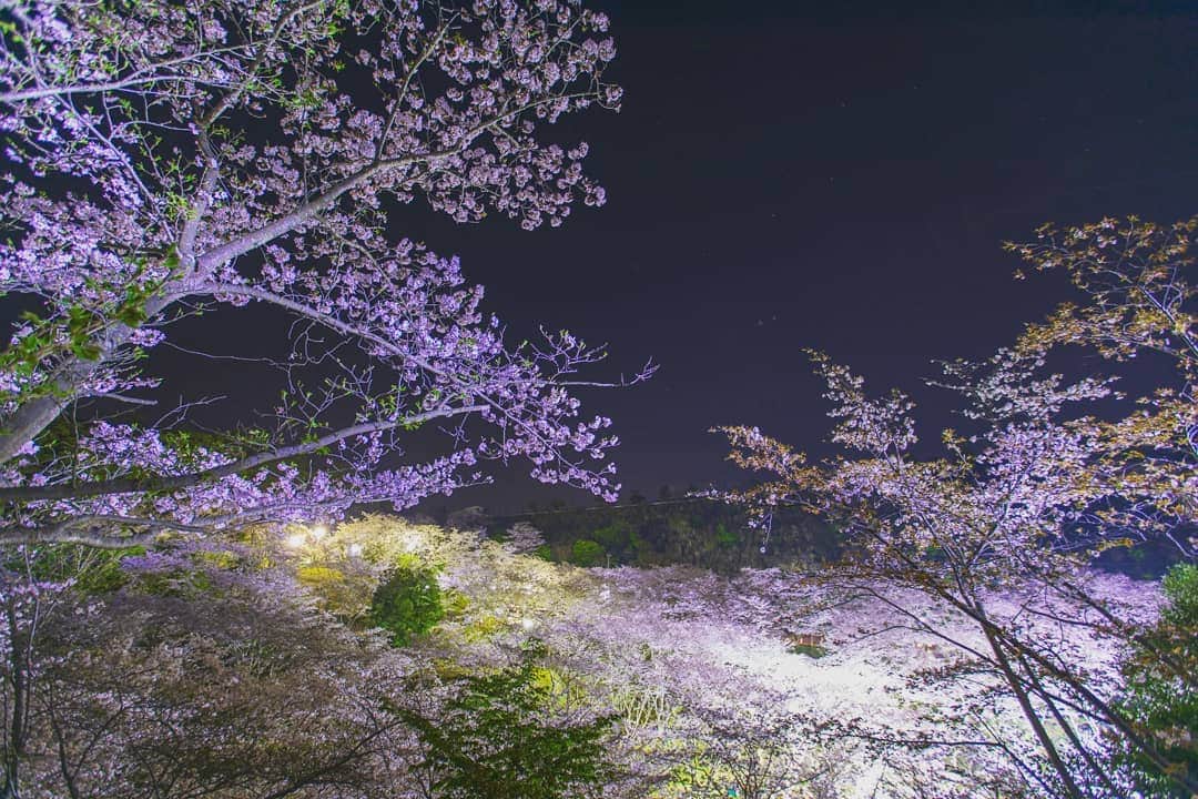 鹿児島よかもん再発見さんのインスタグラム写真 - (鹿児島よかもん再発見Instagram)「いちき串木野市の観音ヶ池公園にて🌃🌸夜桜🌃🌸を堪能(^-^)/ ここの桜は上からも下からも眺められて最高なんですよね。  ちなみに夜桜の撮影って初めてでしたが、やっぱり難しい。。(^o^;) それでも形になったのをチョイスしました。。 #鹿児島 #鹿児島観光 #鹿児島の桜 #いちき串木野市 #いちき串木野市観光 #観音ヶ池 #桜 #夜桜 #カメラブ ※お知らせ 鹿児島よかもん再発見！で運営している「kagoshimaview」では、Instagramにもリンクを飛ばせる鹿児島に特化したSNSです。現在、「映える為のインスタ論」も公開しています。よりアピールしたい場合などにもご活用ください。リンクは当プロフィールより」4月8日 16時16分 - kagoshimayokamon