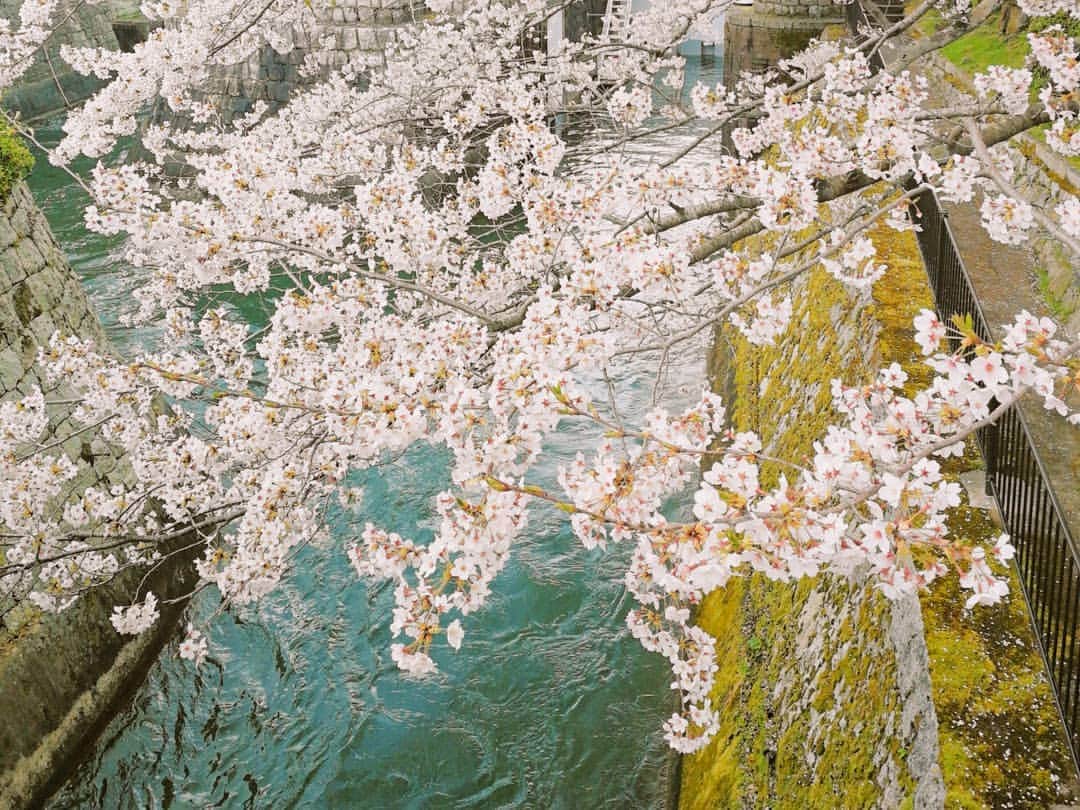 林智美 さんのインスタグラム写真 - (林智美 Instagram)「大好きな、 三井寺・琵琶湖疎水の桜🌸  って、 1年前もオンエア終わりで見に行って。 その時も今日みたいに、 すごいほっとしたこと思い出した🌸  同じ桜が出迎えてくれることが、 こんなに嬉しいとは…な平成最後の春🌸  #桜 #さくら #お花見 #地元 #滋賀 #大津 #三井寺 #琵琶湖疎水 #お気に入り #去年と同じアングルで」4月8日 16時16分 - h_tomomi_i